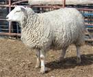 Sheep Trax Leah 309L
